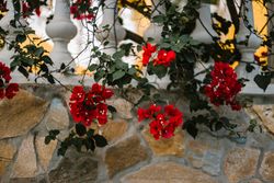 Beautiful flowers near old building