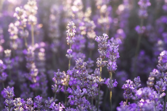 Lavender flowers in bloom in sunlight