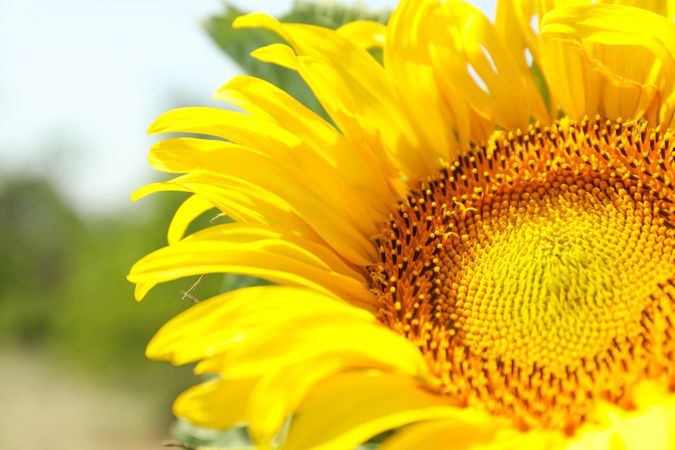 Beautiful sunflower, close up. Farming, agriculture. Autumn harvest