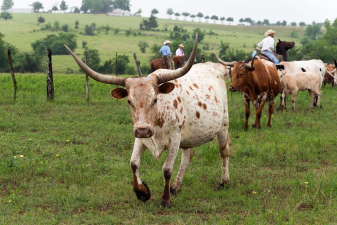 Texas longhorns on the move at the 1,800-acre Lonesome Pine Ranch, Chappell Hill, Texas