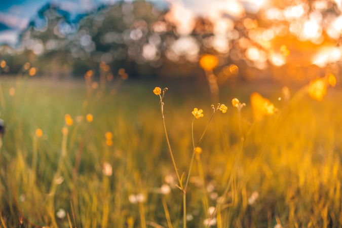 Delicate yellow flowers in a field at sunset