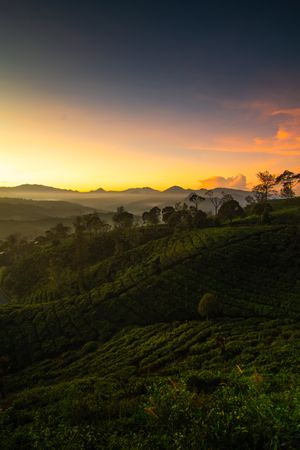 Tea Plantation at Sunrise