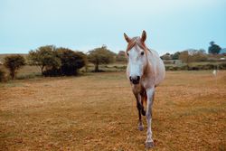 Horse grazing in dry field