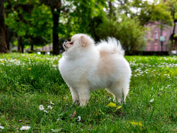 A funny spitz, a tiny dog.