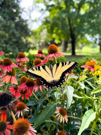 Eastern tiger swallowtail collecting pollen