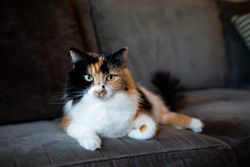 Cat laying on couch