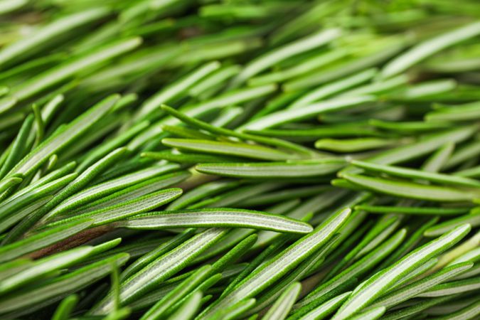 Fresh green rosemary leaves as background, closeup