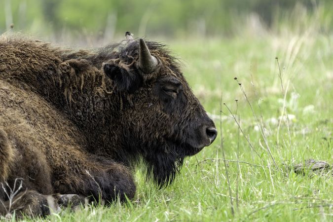 Bison sitting in grassy field