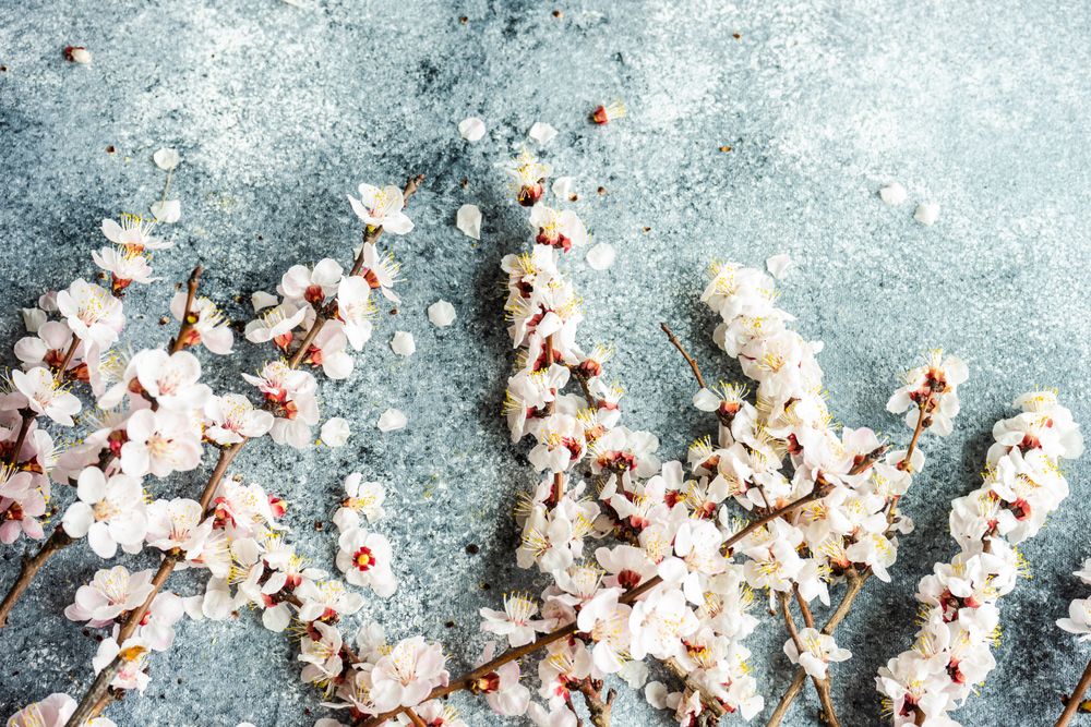 Top view of spring floral concept with apricot blossom on grey counter