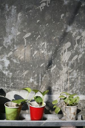 Three plants growing in paper cups, vertical