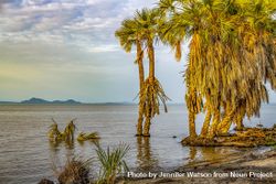 Doum palm in Lake Turkana, the world's largest alkaline, desert lake in the Kenyan Rift Valley 0Vm2Gb