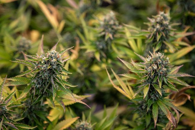 Close up shot of cannabis plants