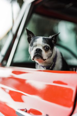 Boston terrier in red car