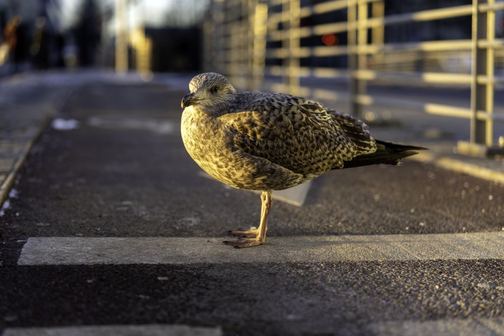 Seagull in Oslo, Norway