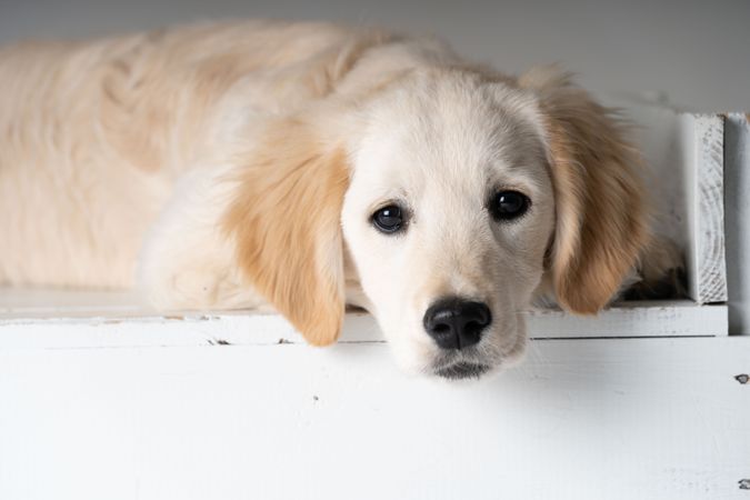 Cute labrador puppy sitting on shelf
