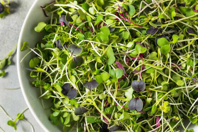 Green Organic Raw Microgreen Sprouts
