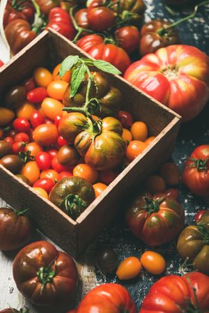 Assortment of different tomatoes in square box, on wooden table, close up, vertical composition