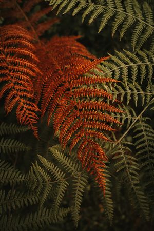Green and brown fern fronds in autumn garden