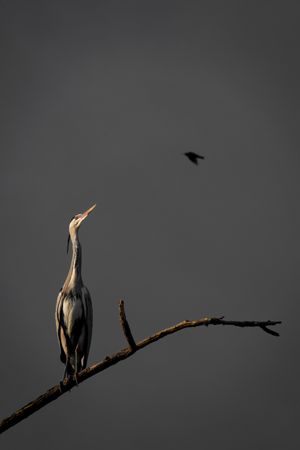 Ciconiiformes on brown tree branch during nighttime