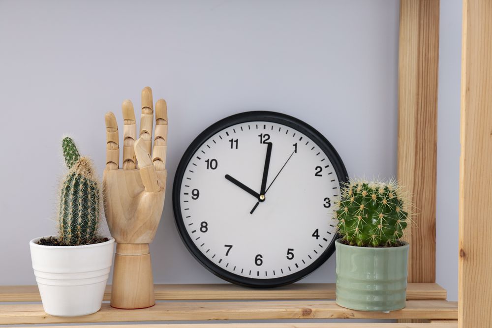 Cozy hobby - growing indoor plants at home