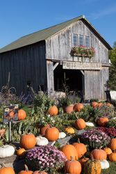 Array of pumpkins and other fall specialties at Hudak's produce farm near St. Albans, Vermont 41llj5