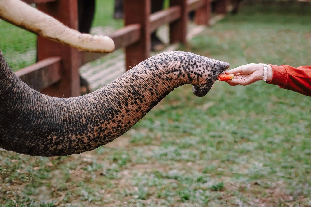 Hand of a person feeding an elephant