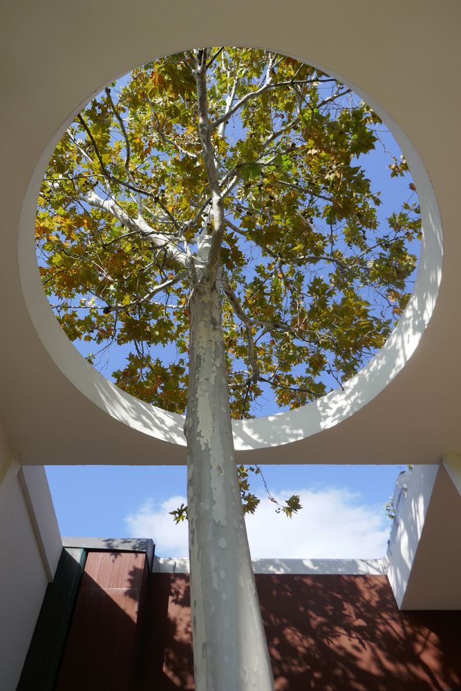 Tree inside a modern architecture