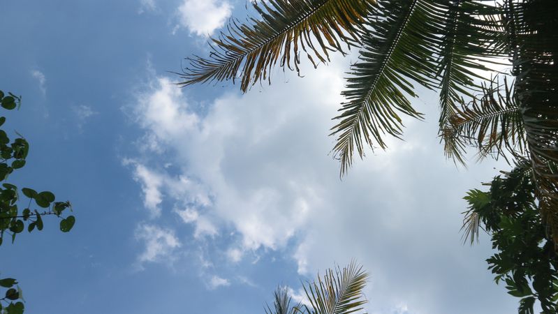 Clouds and trees with copy space