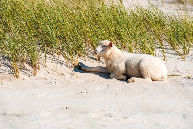 Lamb relaxing on the beach on a sunny day, on Sylt island, Germany