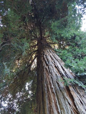 Redwood tree shot from the ground up