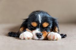 Cavalier spaniel sleeping on his paws