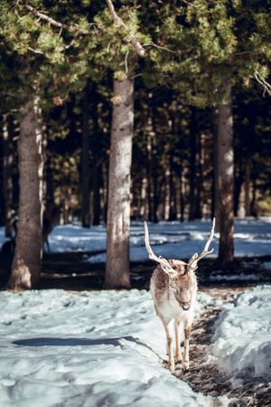 Deer pasturing near trees between snow