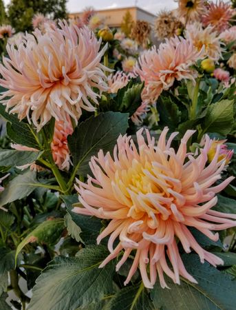 Multiple pink stars-lady dahlia flowers