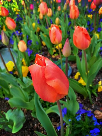 Tulips in flower garden