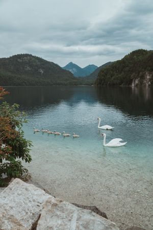 Two swans and offspring in lake