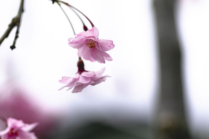 Two sakura blossom flowers hanging from tree