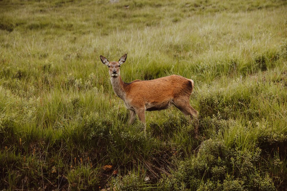 Wild deer in green grass