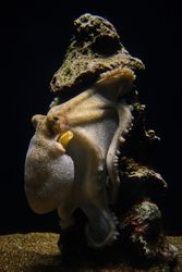 Octopus on rough stone underwater in oceanarium