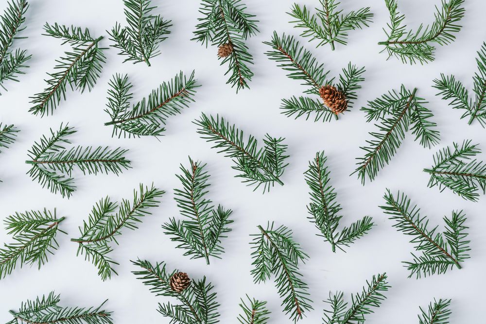Fir branch pattern on background