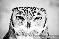 Grayscale photo of owl in close up 5a1mK5