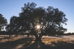 Big green tree on field in summer