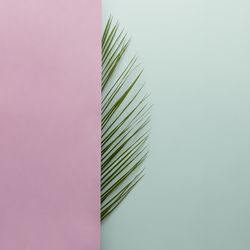Palm leaf half covered with pink on blue background