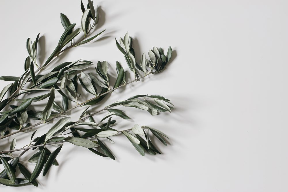 Green olive tree leaves, branches isolated on paper background