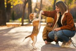 Family walks the dog