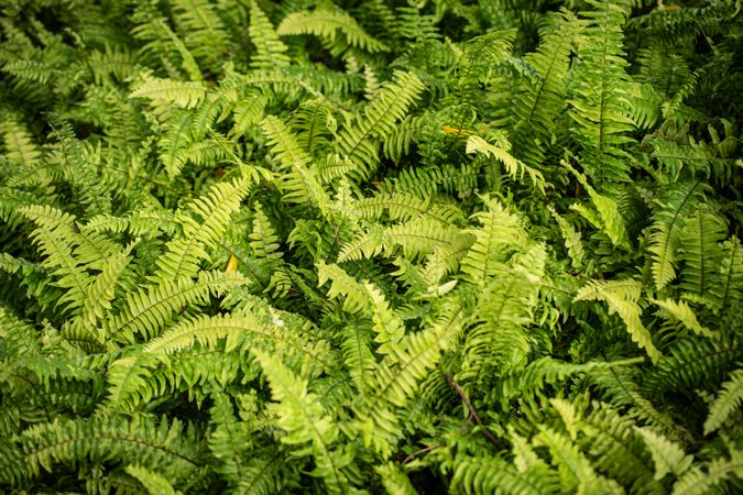 Fern leaved background