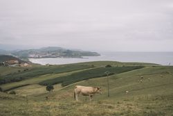 Landscape of lonely countryside on foggy morning
