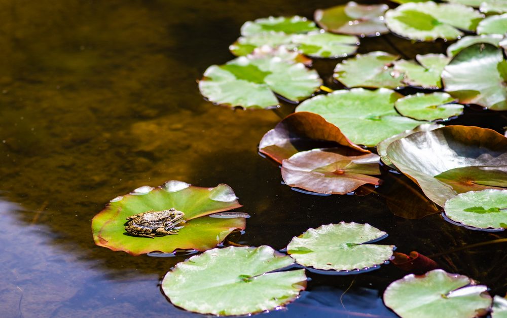 Green frog in a pond