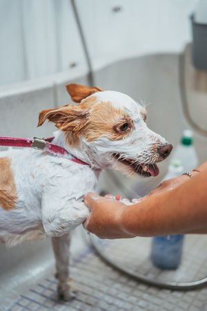 Crop groomer washing happy dog