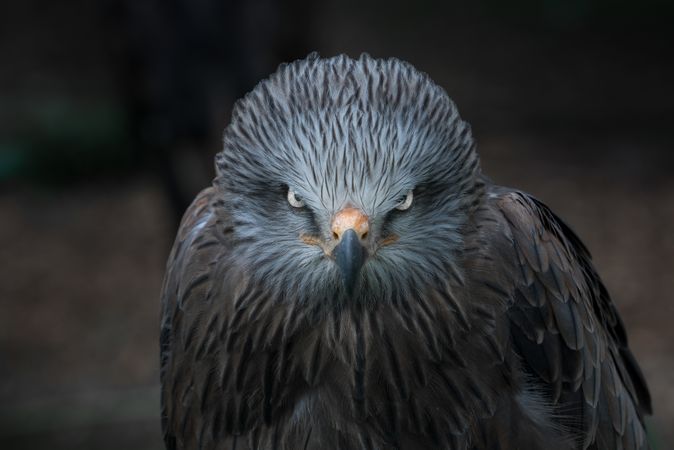 Watchful feathery grey eagle