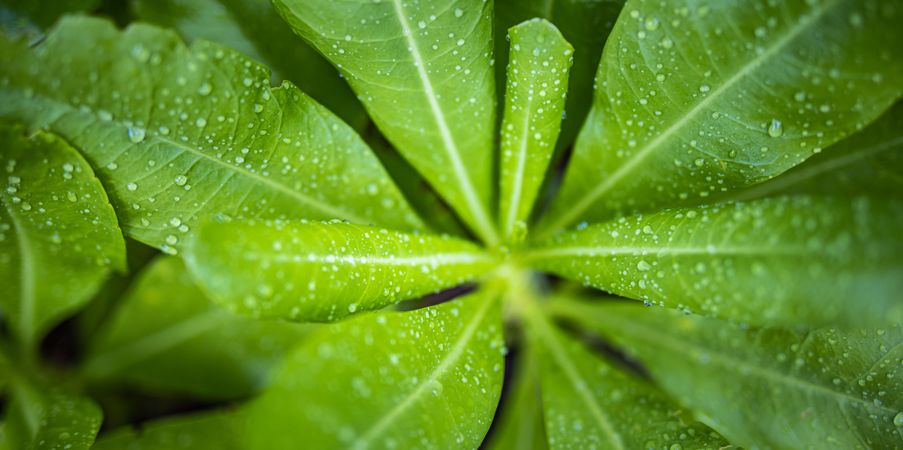 Close up wide shot of top of leaf